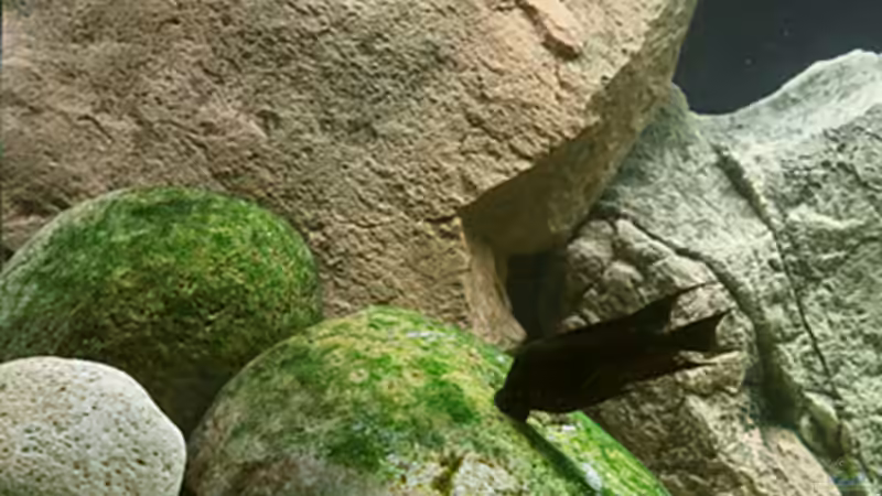 Linke Beckenhälfte mit BtN-Modulen und Steinen von Maswa (3)