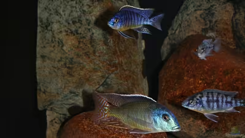 Linke Beckenhälfte mit Schnellfiltermodul von Malte (2)