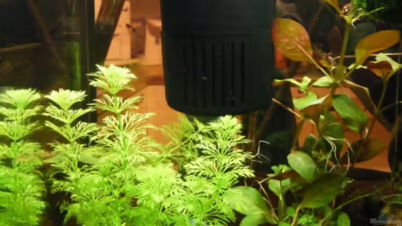 linke Beckenhälfte von Bikini Bottom (7)