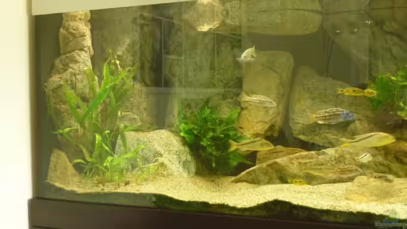 Linke Beckenhälfte von Crenii (8)