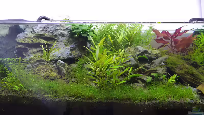 linke Beckenhälfte von Dreadnought (3)