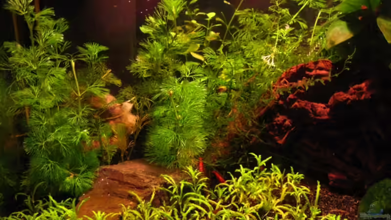 Linke Beckenhälfte von Klaus Bachmann (2)