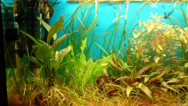 Linke Beckenhälfte von Mario Coordes (2)