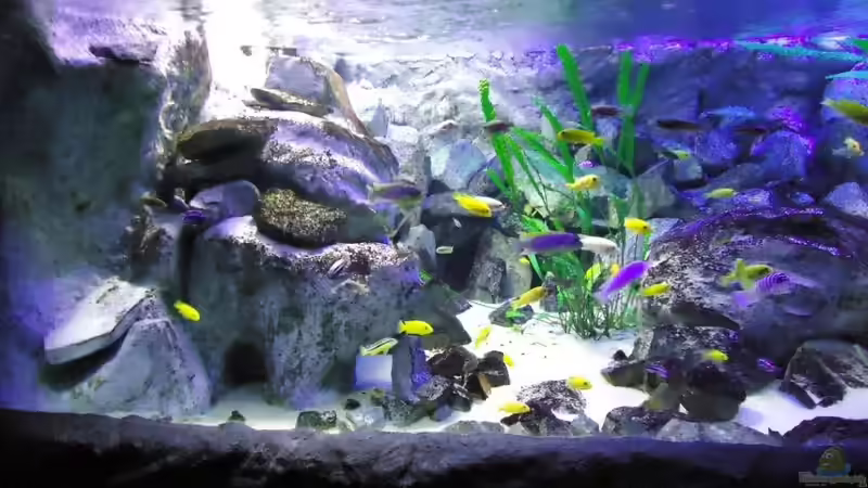 Linke Beckenhälfte von Mbuna Mick (11)