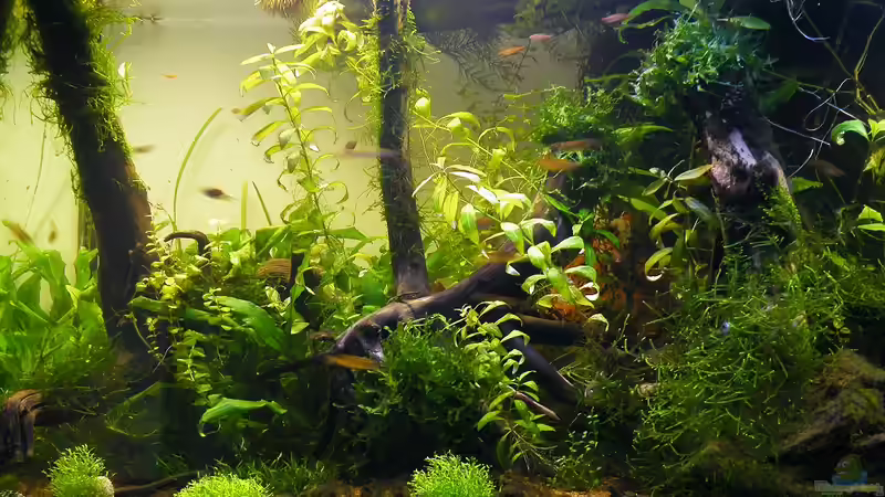 Linke Beckenseite - 01.08.2011 von bergfrau (16)