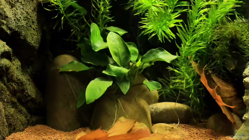 linke Beckenseite--submers von die Perle... (27)