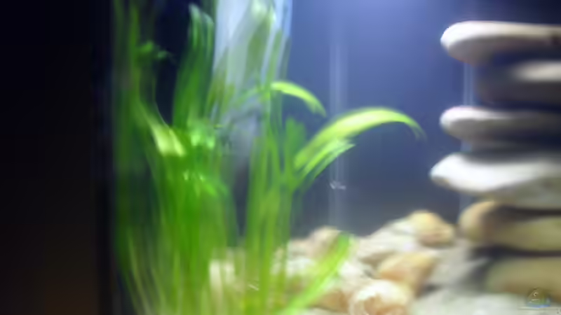 Linke Beckenseite. von Cichlidenfan (4)