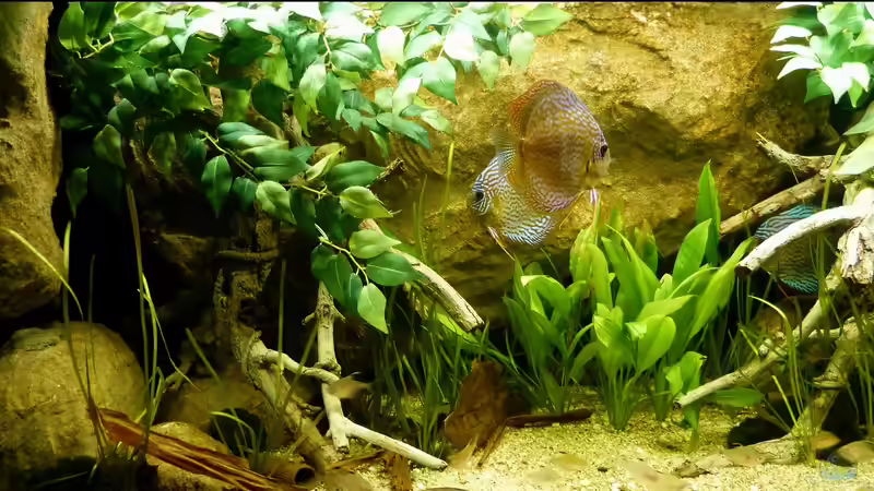 linke Beckenseite 02.08.2014 von ~Marco~ (34)