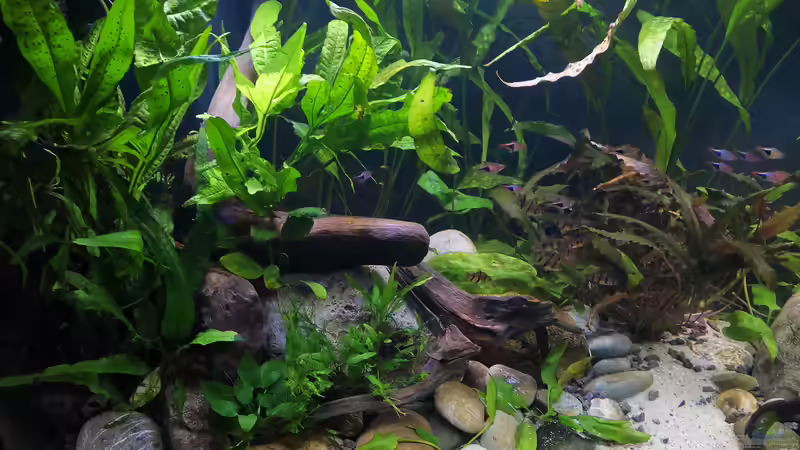 linke Beckenseite 09.08.2020 von ~Marco~ (32)