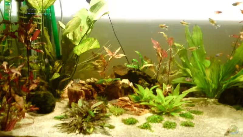 linke Beckenseite 21.07.10 von Still (5)