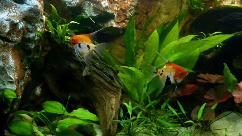 linke Beckenseite 30.12.12 von nokoeh (22)