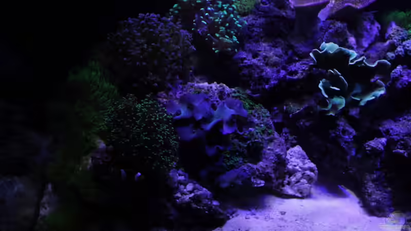 linke Beckenseite (Abend) von die Perle... (7)