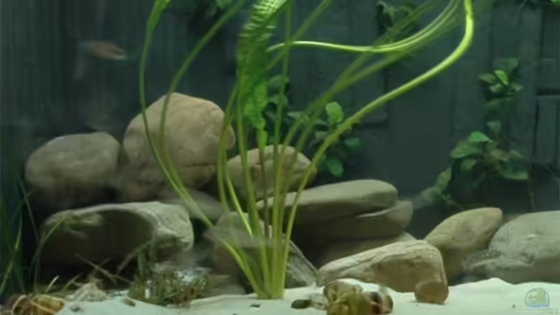 Linke Beckenseite:J. marlieri  und N. leleupi  von Volker Hebestreit (7)