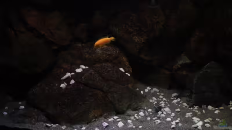 Linke Beckenseite mit dem Bodengrund und einem Stück des H-Moduls von Florian Bandhauer (45)