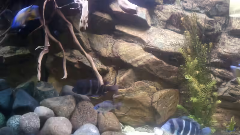 linke Beckenseite mit Wurzel von prerow (4)