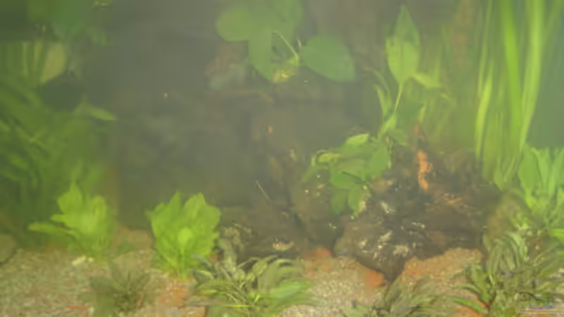 linke Beckenseite von Bulldog1112 (4)