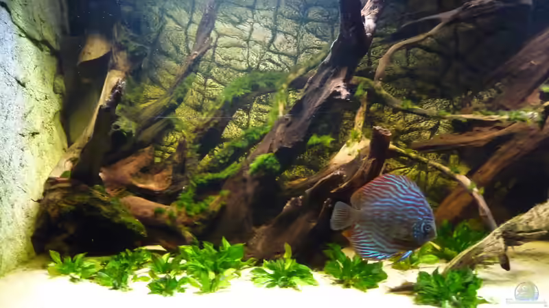 Linke Beckenseite von carkl (14)