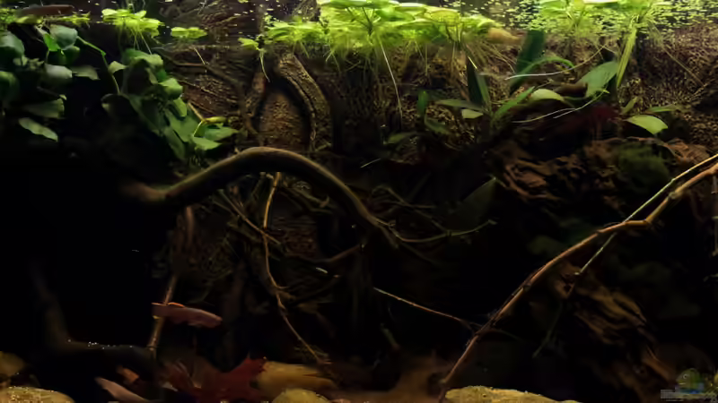 linke Beckenseite von die Perle... (11)