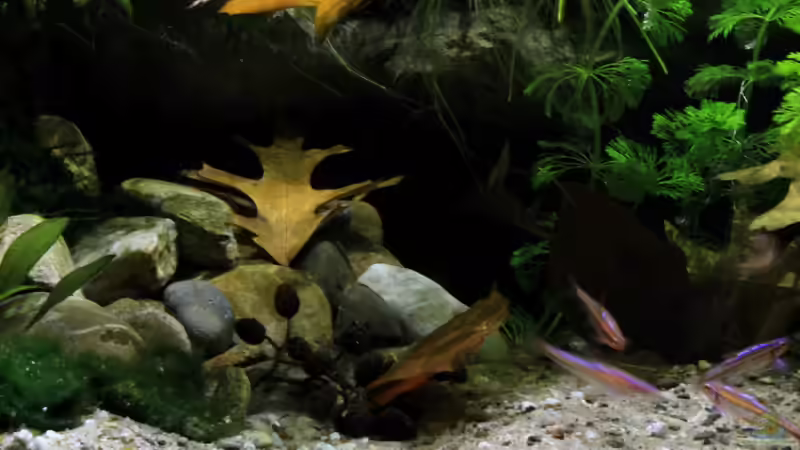 linke Beckenseite von die Perle... (7)