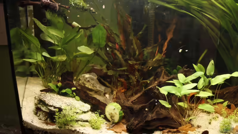 Linke Beckenseite von isabelle... (2)