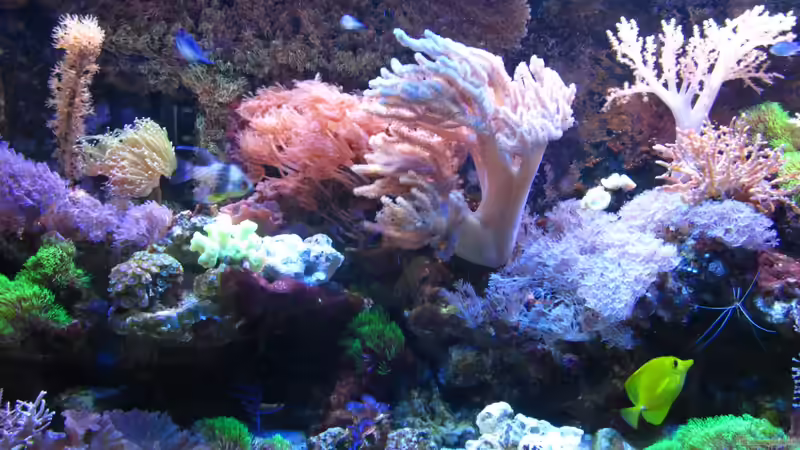 linke Beckenseite von Johannes 88 (8)