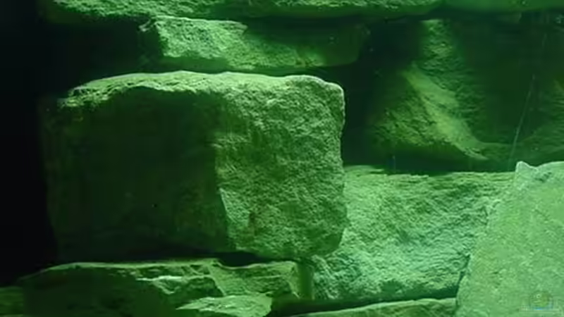 linke Beckenseite von LISA (12)