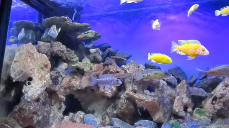 linke Beckenseite von Malawi-Dude (3)