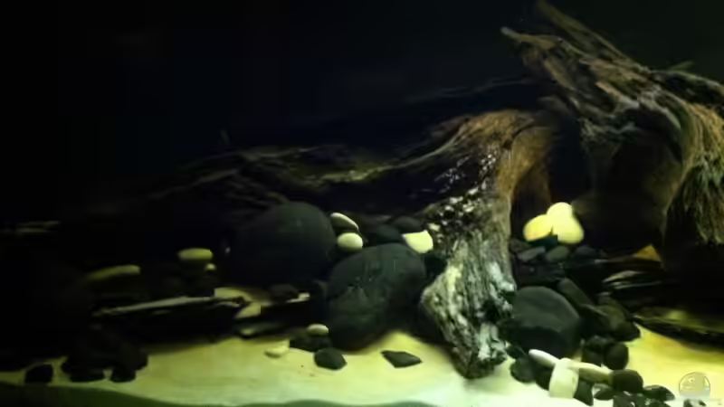 linke Beckenseite von matthiasm (3)