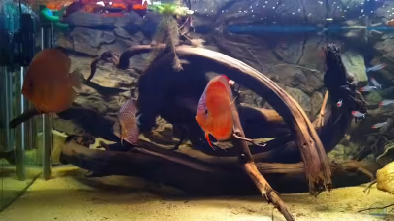 linke Beckenseite von matthiasm (4)