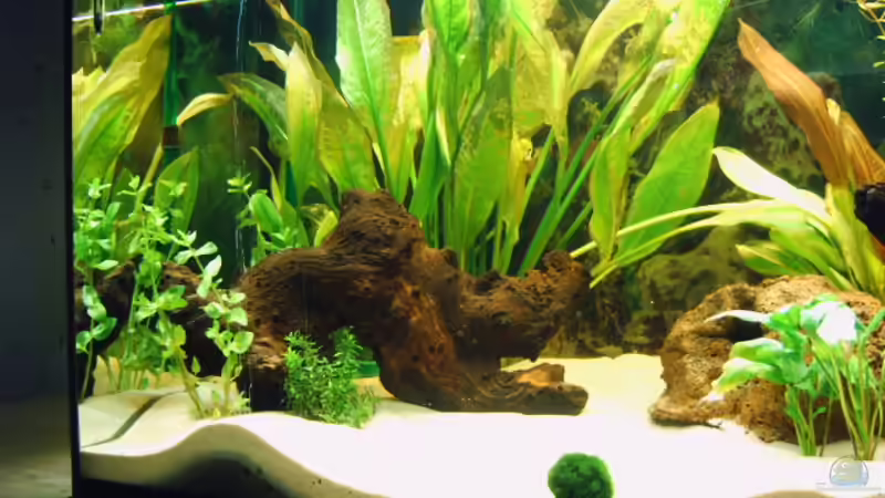 Linke Beckenseite von Paul Geuer (3)