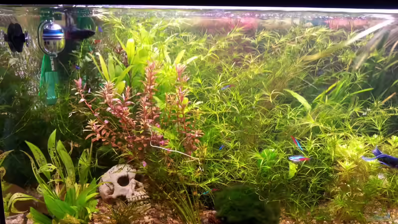 linke Beckenseite von Snawatz (3)