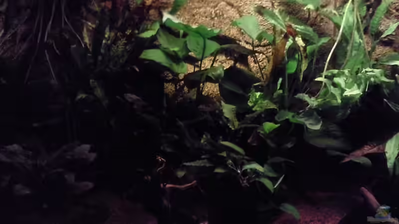 linke ecke des beckens von Frankyfisch (2)