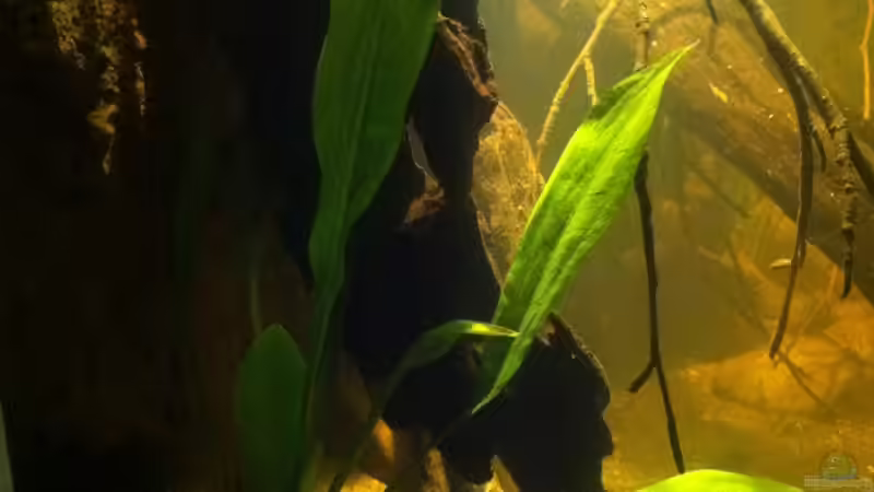 linke Ecke von Exotist (4)