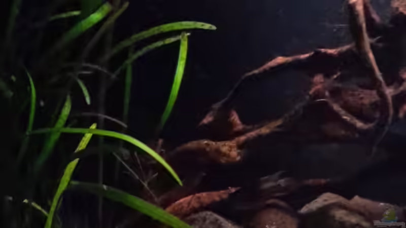 linke Ecke von mikeschchaos (2)