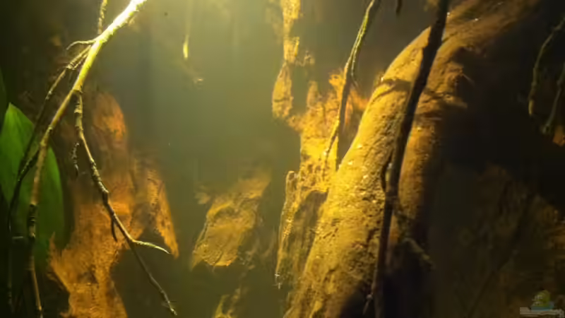 linke Ecke von vorne von Exotist (5)