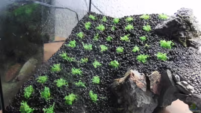 linke erstbepflanzung von Microsash (6)