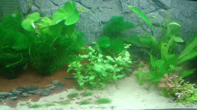 Linke Hälfte , 26. Februar von Deoroller (32)