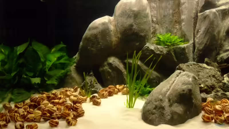 linke Hälfte 04.2013 von Trooper (10)