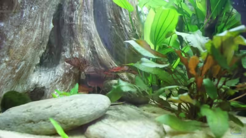 Linke Hälfte ca 4 W später von Jörg Schneider (4)