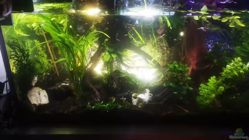 Linke Hälfte des becken von Alexander Deepocean (14)