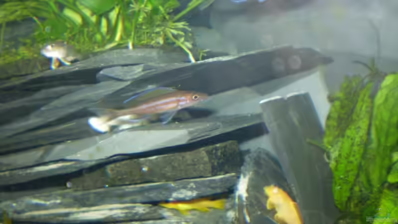 Linke Hälfte des Beckens von Daniel Baier (2)