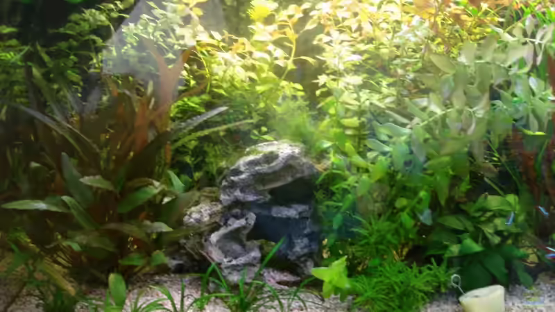 linke Hälfte nach 3 Monaten von Birgit Reinert (4)