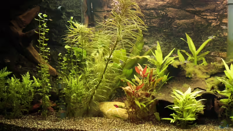 linke Hälfte vom Becken von Hot (11)