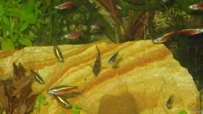 Linke Hälfte von Christian Dobler (4)