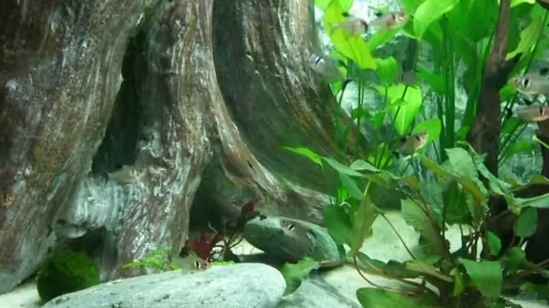 Linke Hälfte von Jörg Schneider (3)