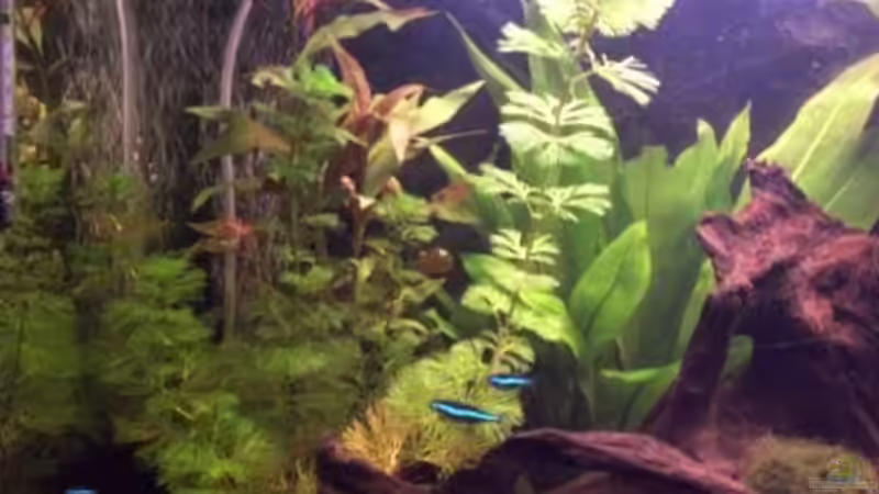 Linke Hälfte von LAHNDILLSCHWIMMER (3)