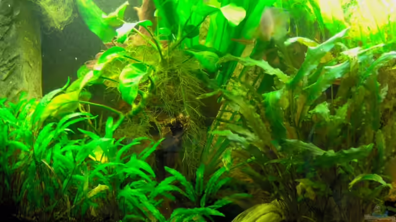 Linke Hälfte von Stefan Reinl (5)