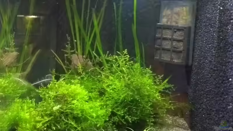 linke Hälfte von Stephy (3)