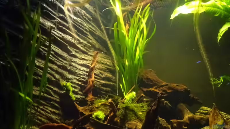 Linke Hälfte von Thorsten G. (4)