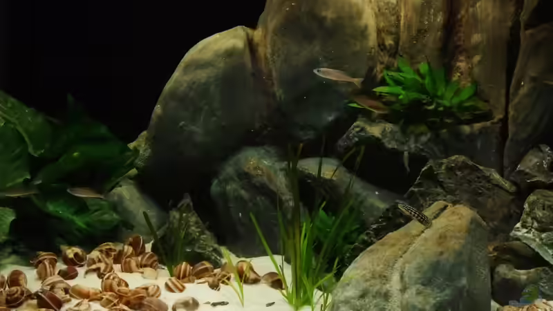 linke Hälfte von Trooper (15)